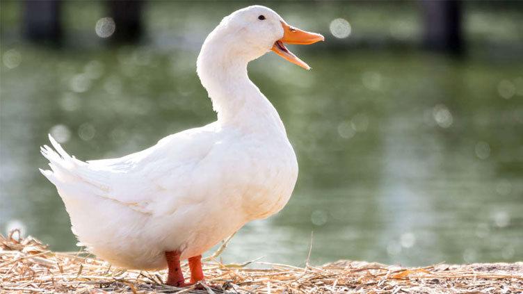 Pet duck leads police to body of missing North Carolina woman