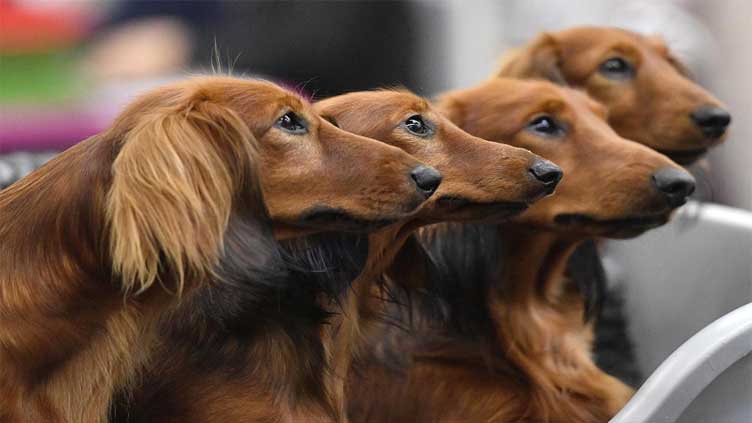 Your dog's personality may have little to do with its breed