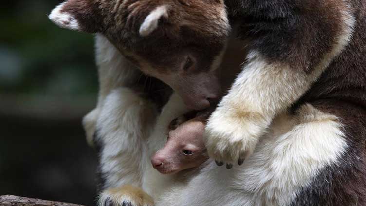 It's a joey! Bronx Zoo announces birth of rare tree kangaroo