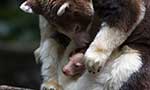 It's a joey Bronx Zoo announces birth of rare tree kangaroo