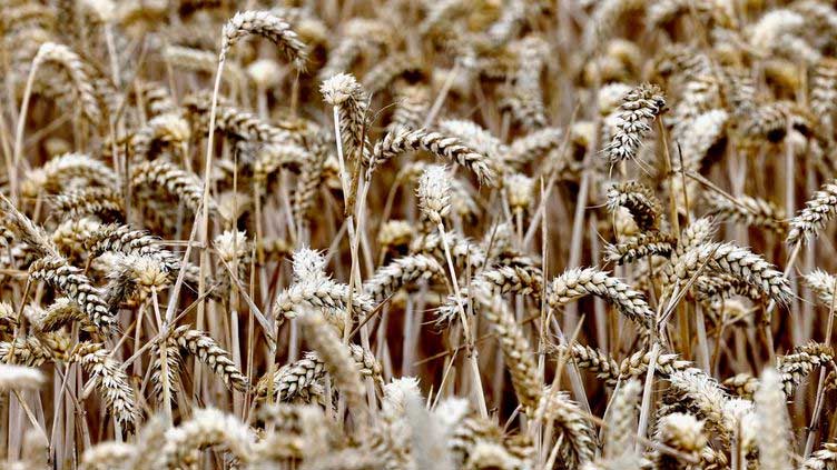 As wheat prices soar, the world's consumers vote with their feet