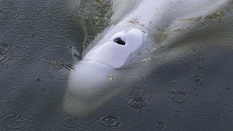 Rescuers to move whale stranded in French river to saltwater