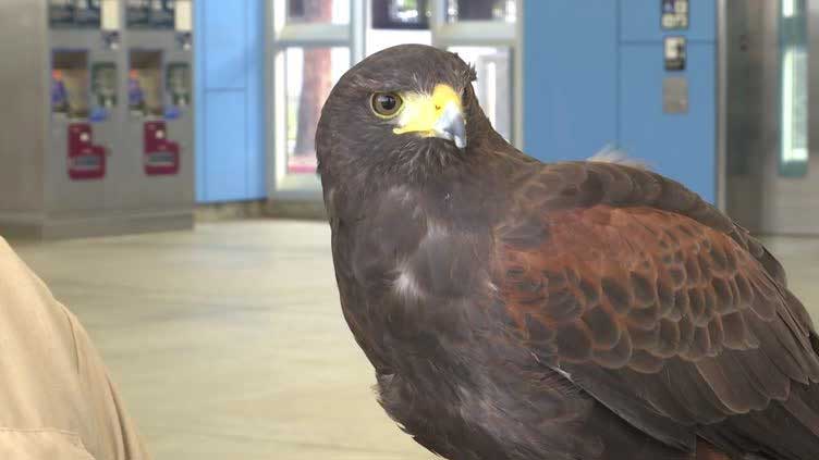 San Francisco metro system hires bird of prey to scare pigeons away
