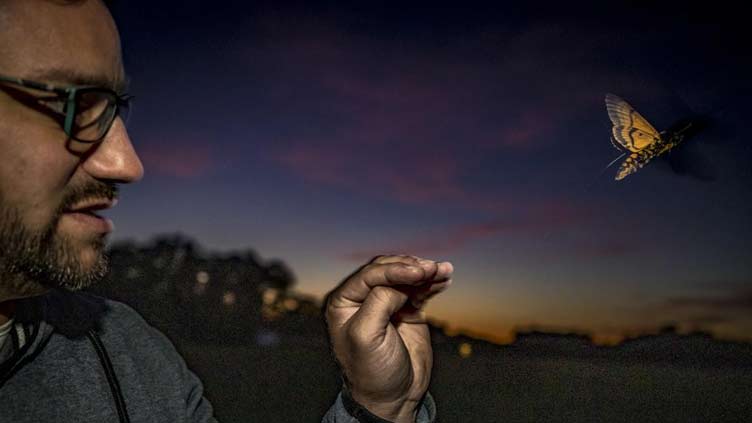 Scientists use tiny trackers, plane to follow moths on move