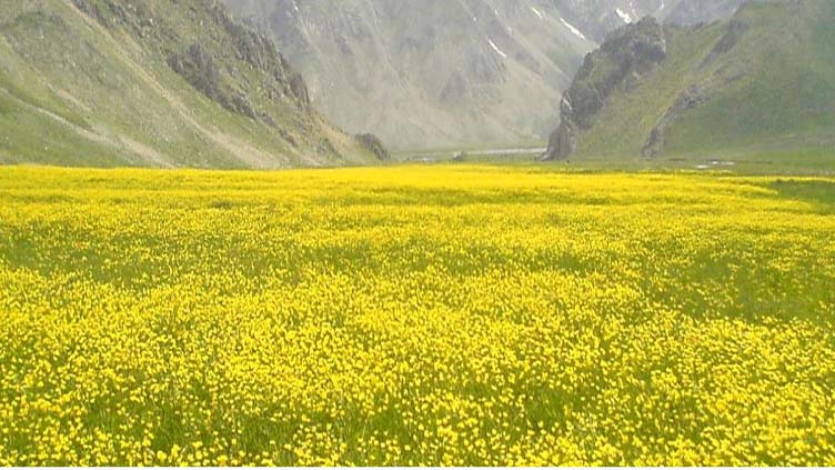Iran forest ranger accused of murder gunned down at court