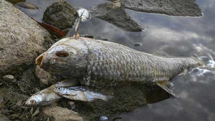  What killed tons of fish in European river? Mystery deepens