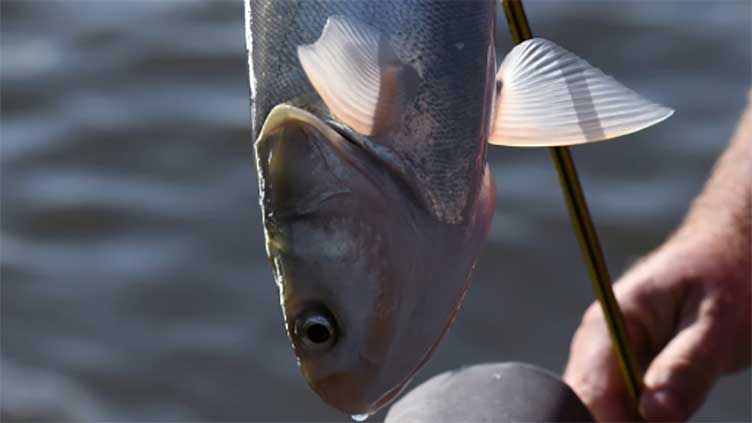 What's in a name? Illinois hopes to make invasive carp fish more palatable