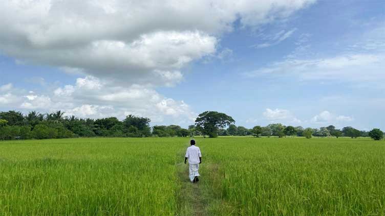 Sri Lanka faces looming food crisis with stunted rice crop