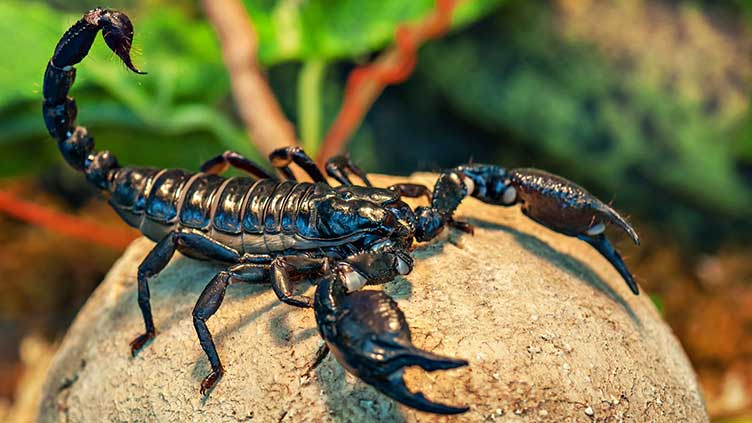 Turkish scorpion farmer milks arachnids for their expensive venom