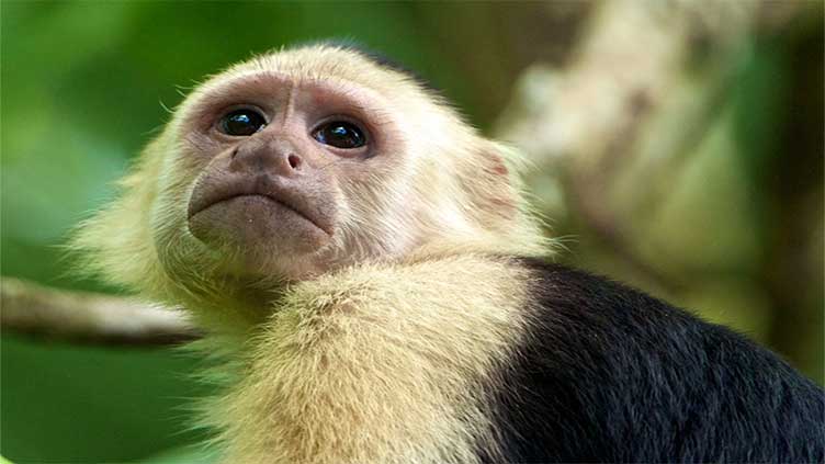 Monkey business behind 911 call from California zoo