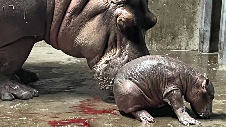 Cincinnati Zoo names new baby hippo Fritz, brother to Fiona