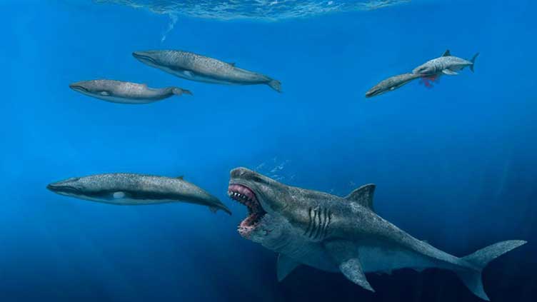 Giant sharks once roamed the seas, feasting on huge meals