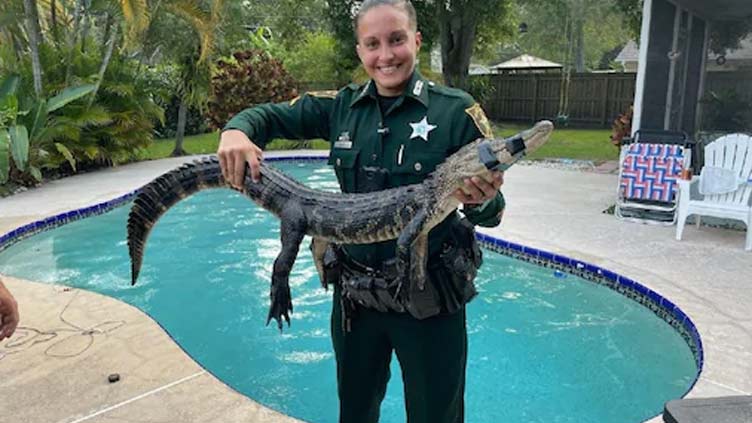 US woman finds alligator swimming in backyard pool