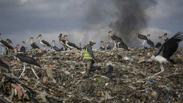 African migratory birds threatened by hot, dry weather