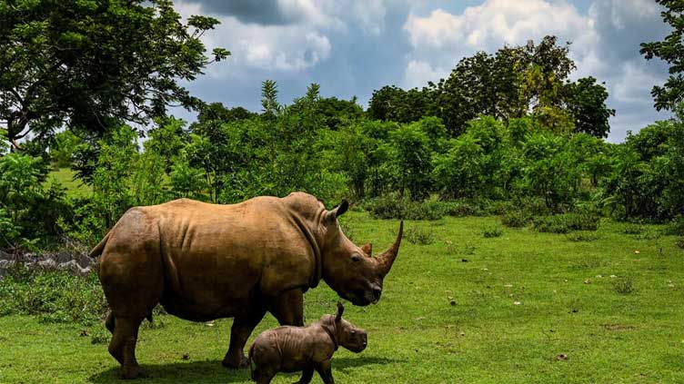 Poaching, horn trade declining but rhinos still threatened