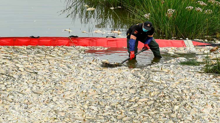 Germany, Poland say toxic algae found after fish deaths