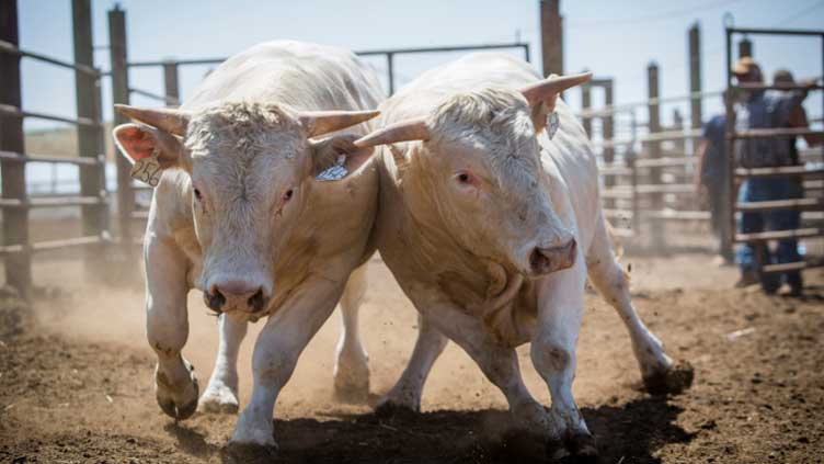 Freed bull races through Israeli streets into building