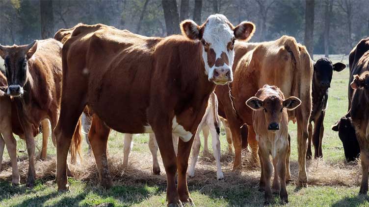 Dry pastures force Texas ranchers to slaughter ever more cows