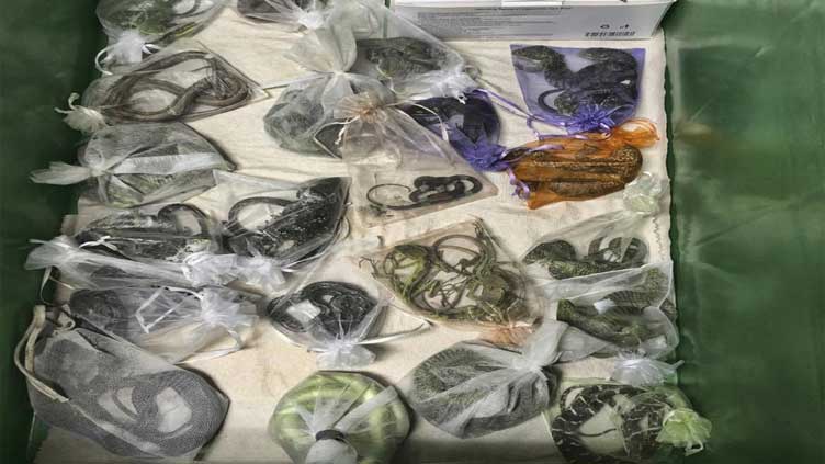 California man pleads guilty to smuggling 1,700 animals