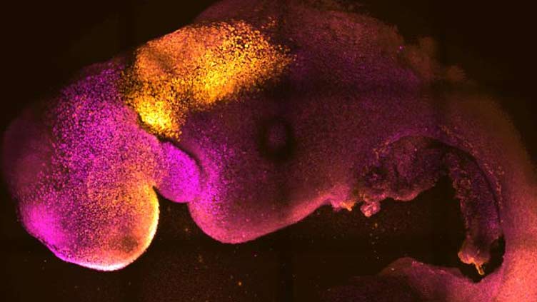 Scientists use stem cells to create synthetic mouse embryos