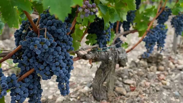 Heatwaves force early Spanish wine harvests, nighttime picking