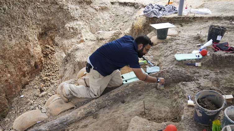 Israeli archaeologists dig up large tusk of ancient elephant
