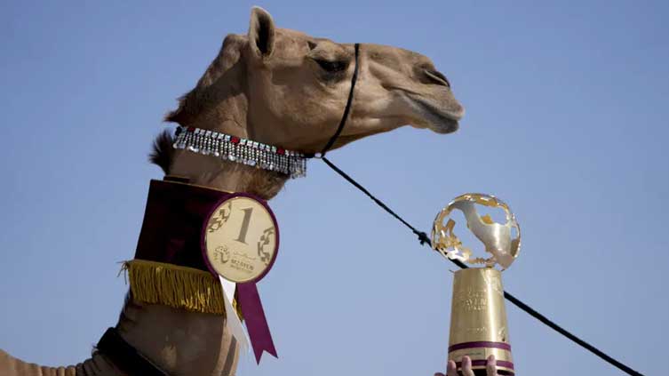 Camel pageant is among World Cup's sidelines attractions