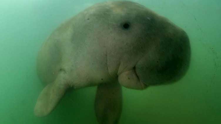 Sea cows threatened with extinction