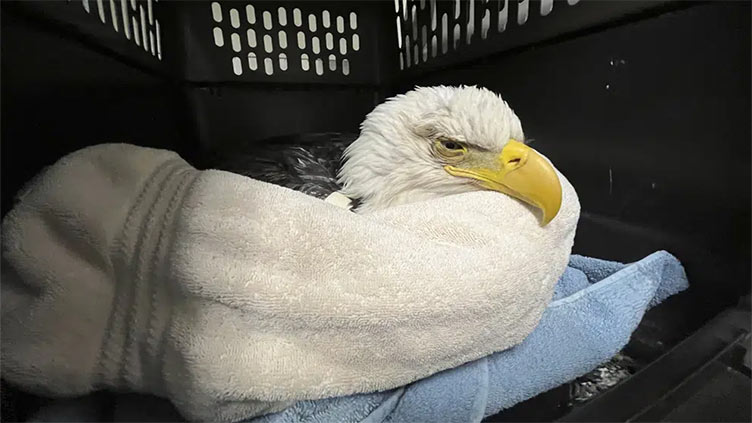 Three bald eagles die, 10 sick after eating euthanised animals