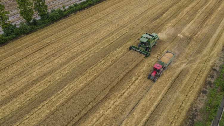 Wheat sowing for Rabi 2022-23 completed over 91.74pc areas