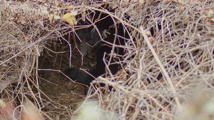 North Carolina woman surprised to find black bear den behind her house