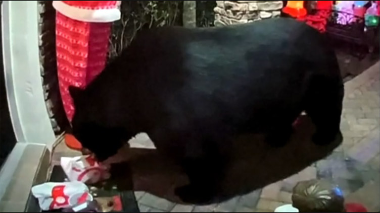 Bear steals Chick-fil-A order from Florida man's front porch