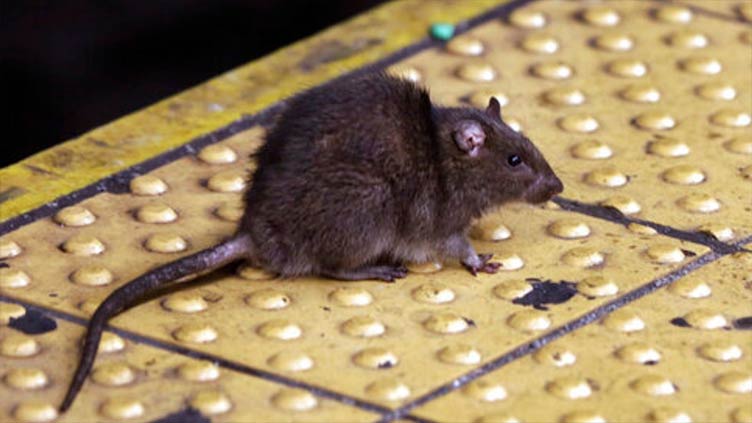 New York City seeks 'bloodthirsty' rat czar to tackle rodent issue