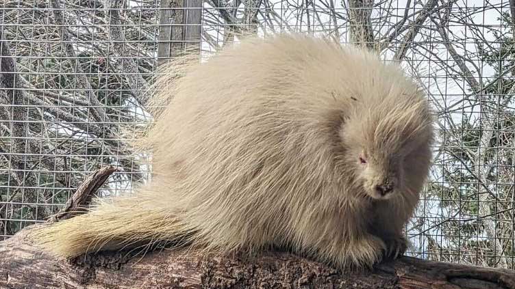 Albino Porcupine grabs attention, rescued by Columbian Animal shelter 