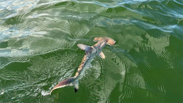 Scientists discover hammerhead shark nursery in Ecuador's Galapagos