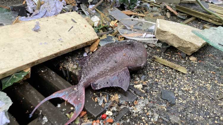  Huge Berlin aquarium bursts, spilling 1,500 fish onto road