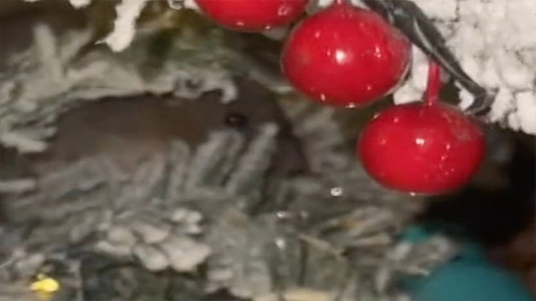 Woman left horrified after finding mouse hiding in her Christmas tree