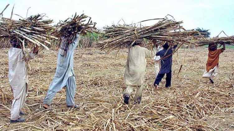 Punjab CS orders timely payments to sugarcane growers, fertiliser availability