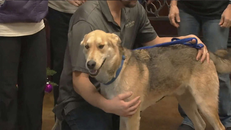 Lost California dog turns up 14 months later in Kansas