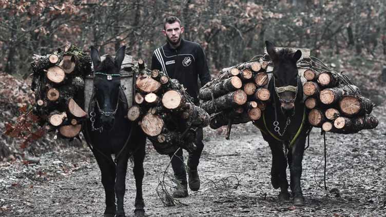 Greek woodcutters give energy crisis the chop