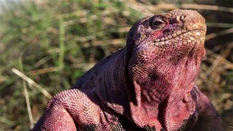 Endangered pink iguana hatchlings seen for first time on Galapagos island