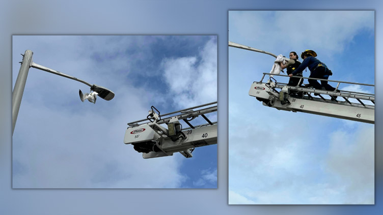 Dangling seagull rescued from streetlight in Virginia