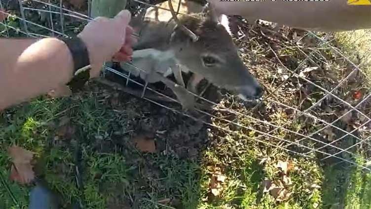 Deer with antlers entangled in wire fence rescued in Maryland