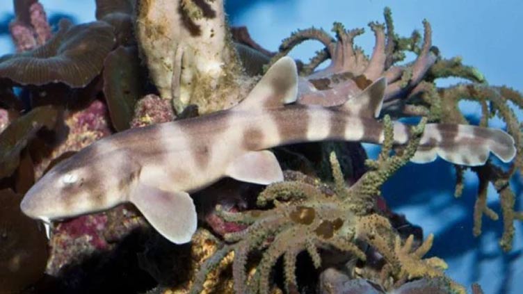 Shark at Chicago aquarium hatched pups with no father