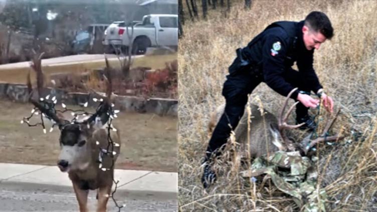 Wildlife officials remove Christmas lights from deer's antlers