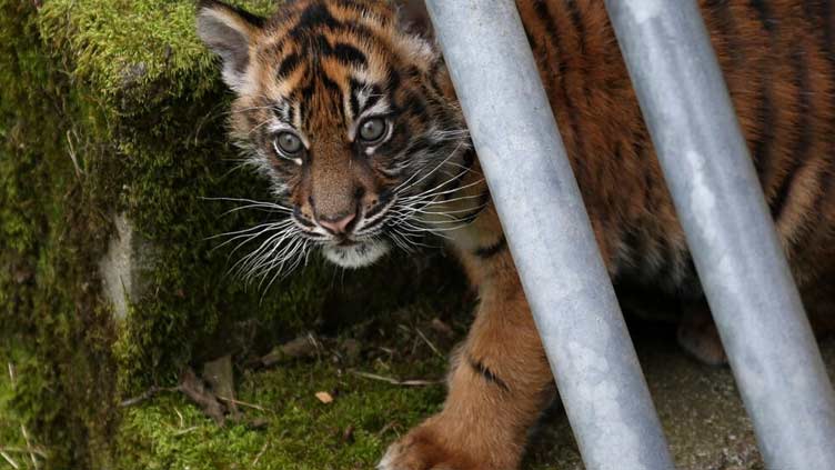 No more Tiger King: Biden signs bill banning big cat ownership