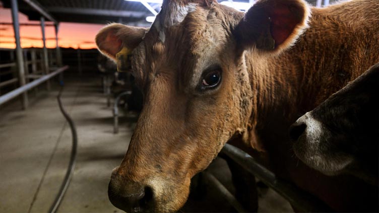 N. Zealand's amended cow burp tax plans still stink, say farmers