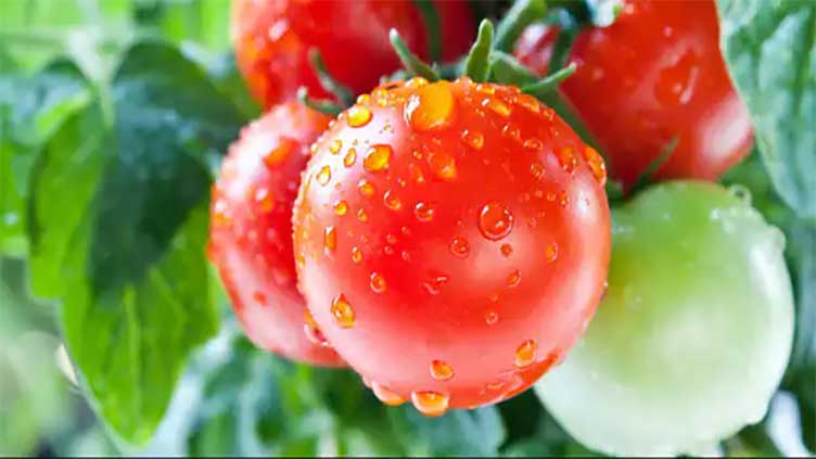 Winter superfoods that lower risks of cancer