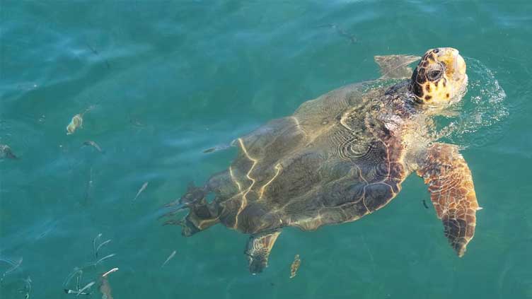  U.N. nature deal can help wildlife as long as countries deliver