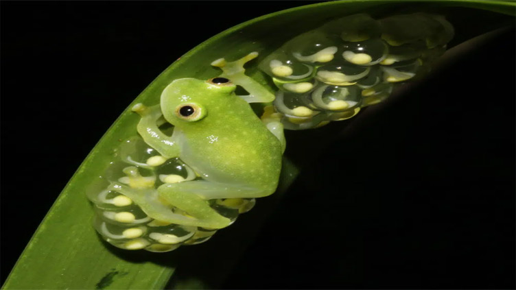 Glass act: Scientists reveal secrets of frog transparency